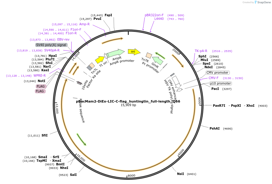 111750-plasmid-map-sequence-id-500045
