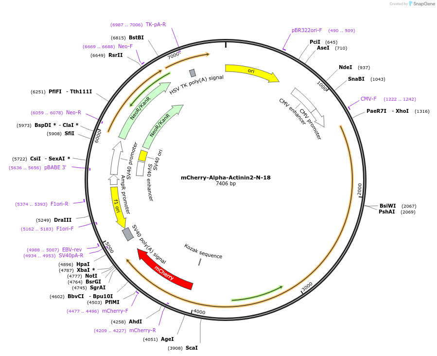 54974-plasmid-map-sequence-id-500046