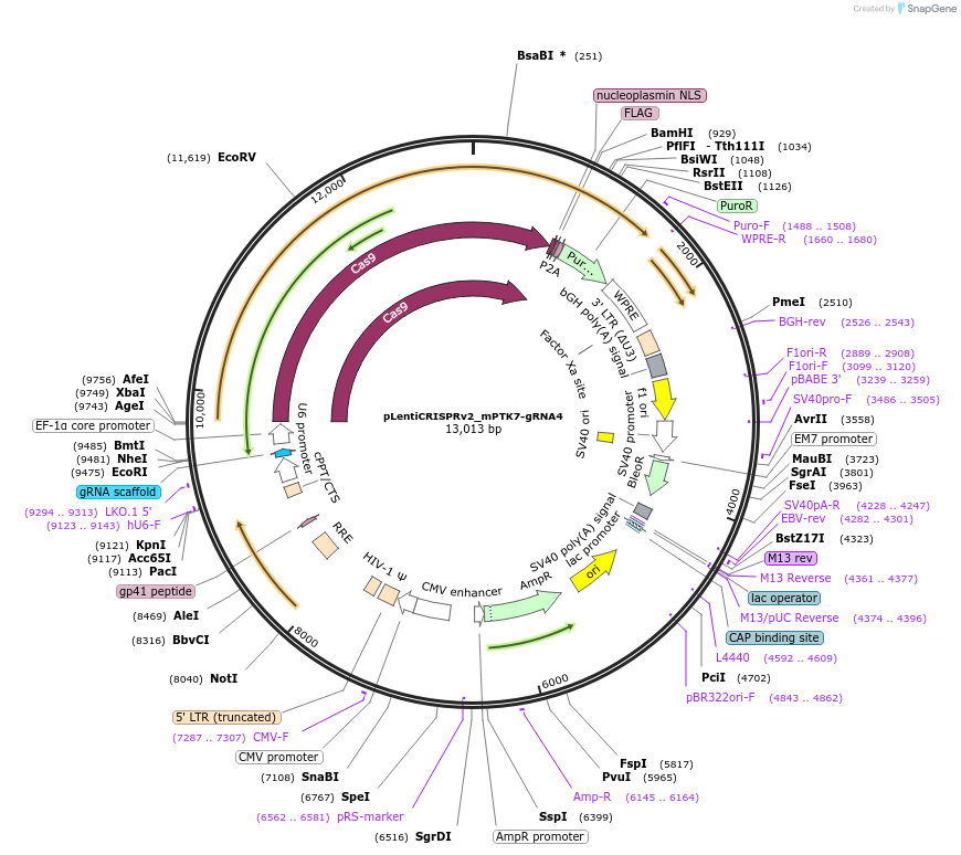 249199-plasmid-map-sequence-id-500098