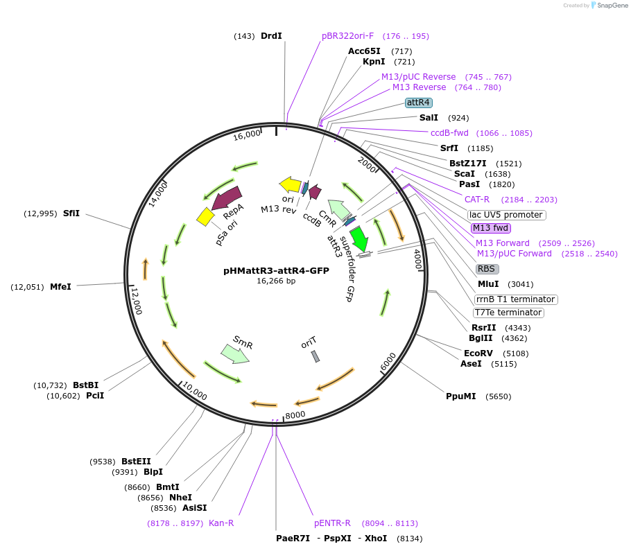196247-plasmid-map-sequence-id-500102