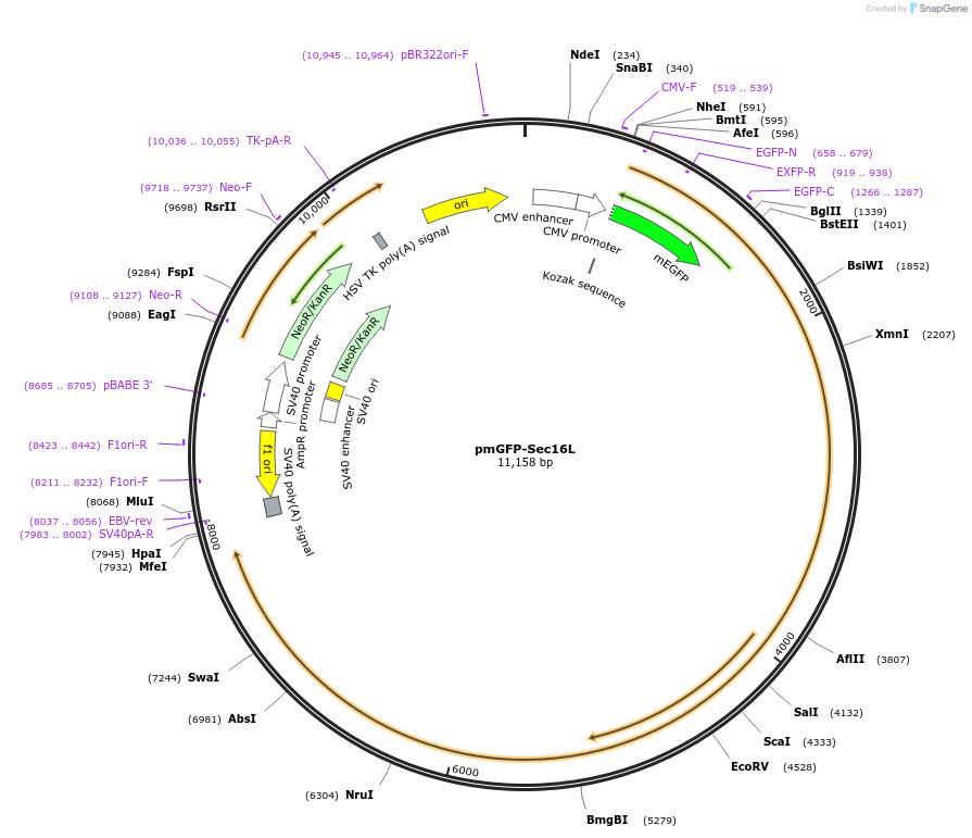 15776-plasmid-map-sequence-id-500293
