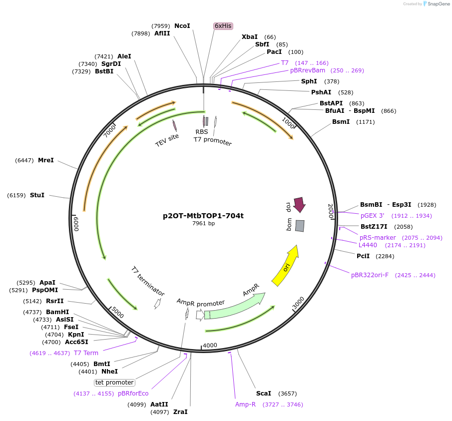 250352-plasmid-map-sequence-id-500297