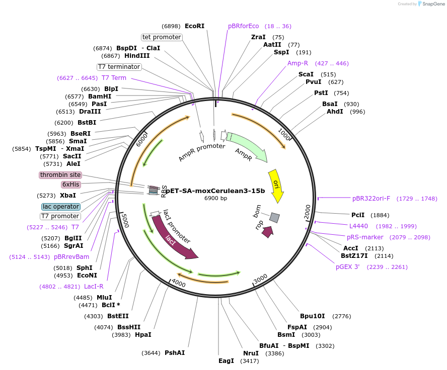 250294-plasmid-map-sequence-id-500298