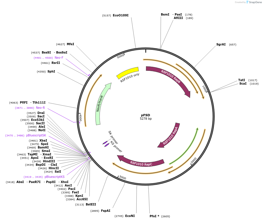 250975-plasmid-map-sequence-id-500301