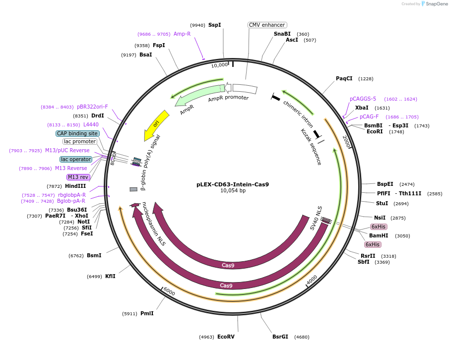 247730-plasmid-map-sequence-id-500309