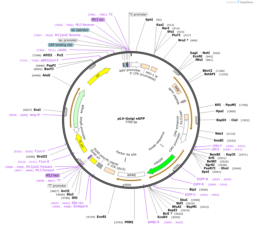 79809-plasmid-map-sequence-id-500311