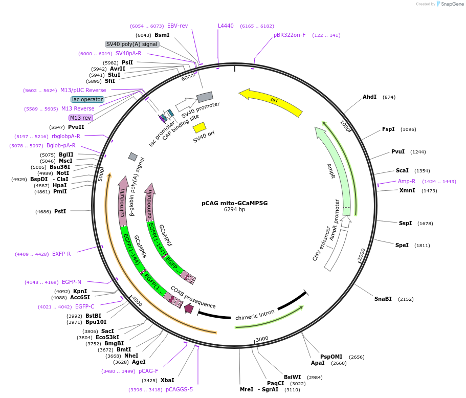 105009-plasmid-map-sequence-id-500317