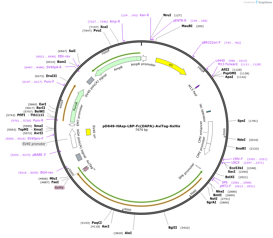 156870-plasmid-map-sequence-id-500338