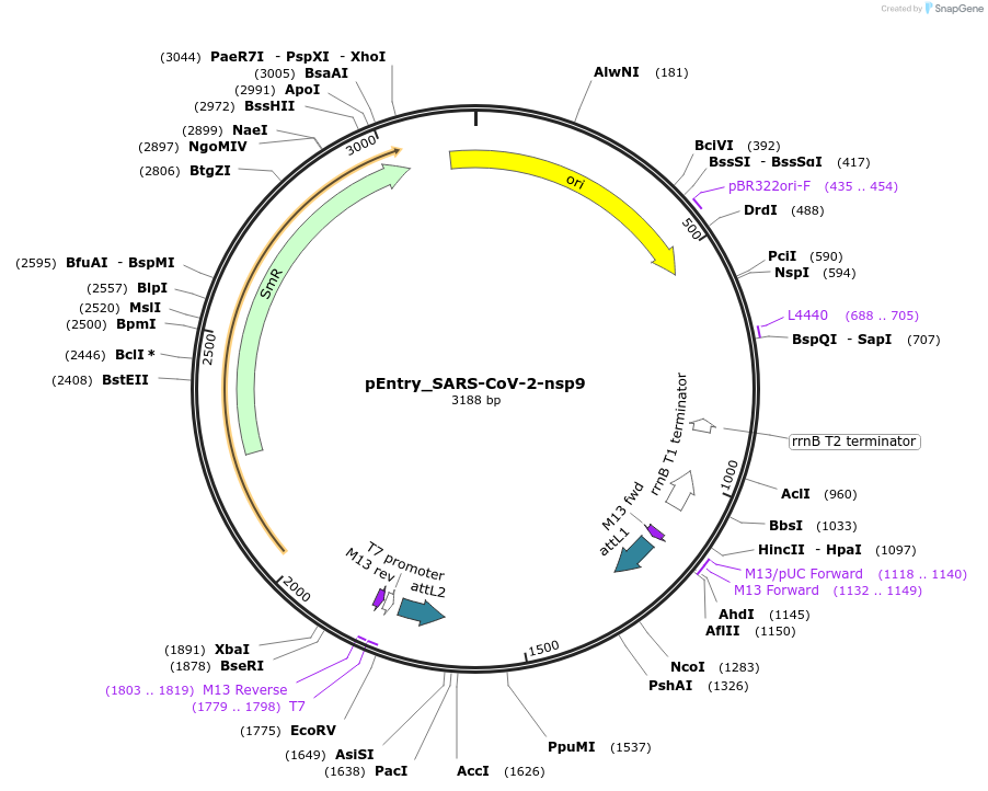 168872-plasmid-map-sequence-id-500345