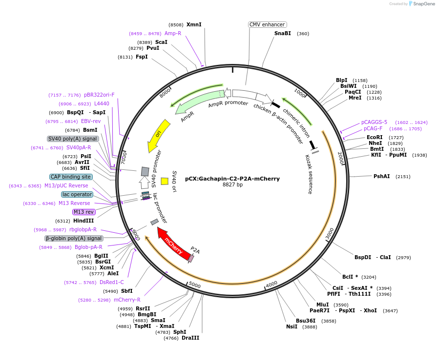 251138-plasmid-map-sequence-id-500347