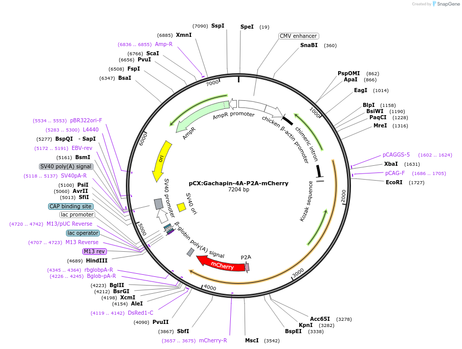 251135-plasmid-map-sequence-id-500354