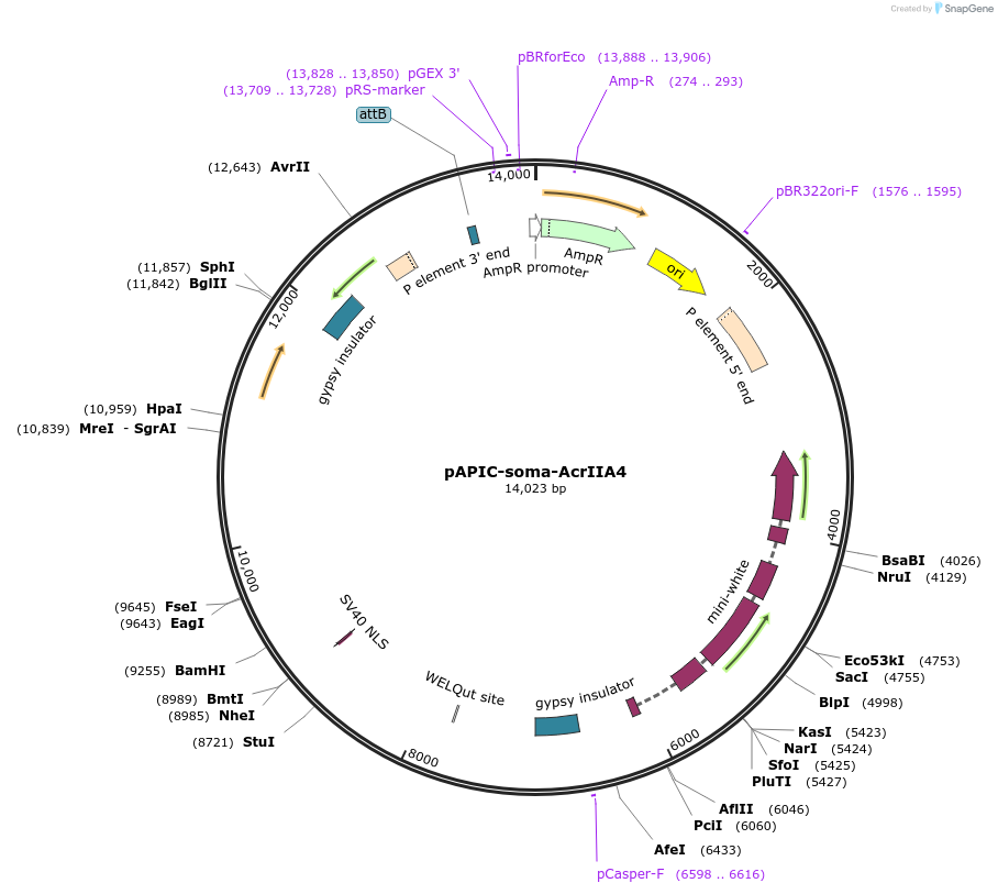 250802-plasmid-map-sequence-id-500365