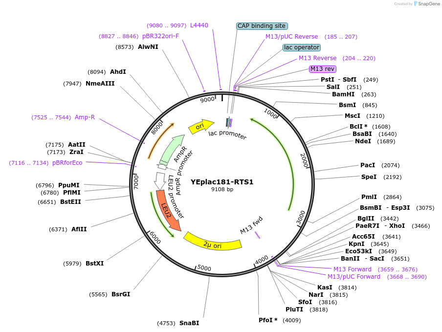 8626-plasmid-map-sequence-id-500499