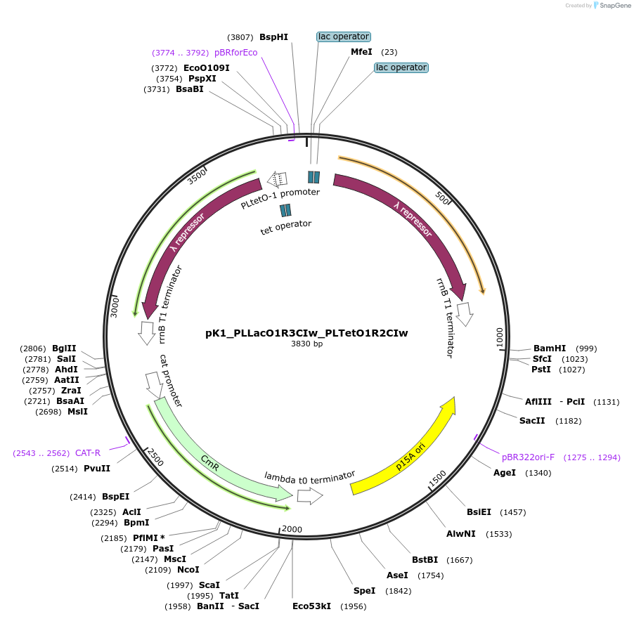 250893-plasmid-map-sequence-id-500504