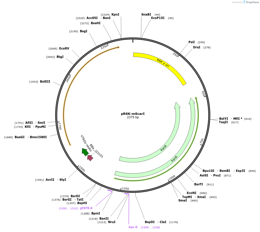 248166-plasmid-map-sequence-id-500520