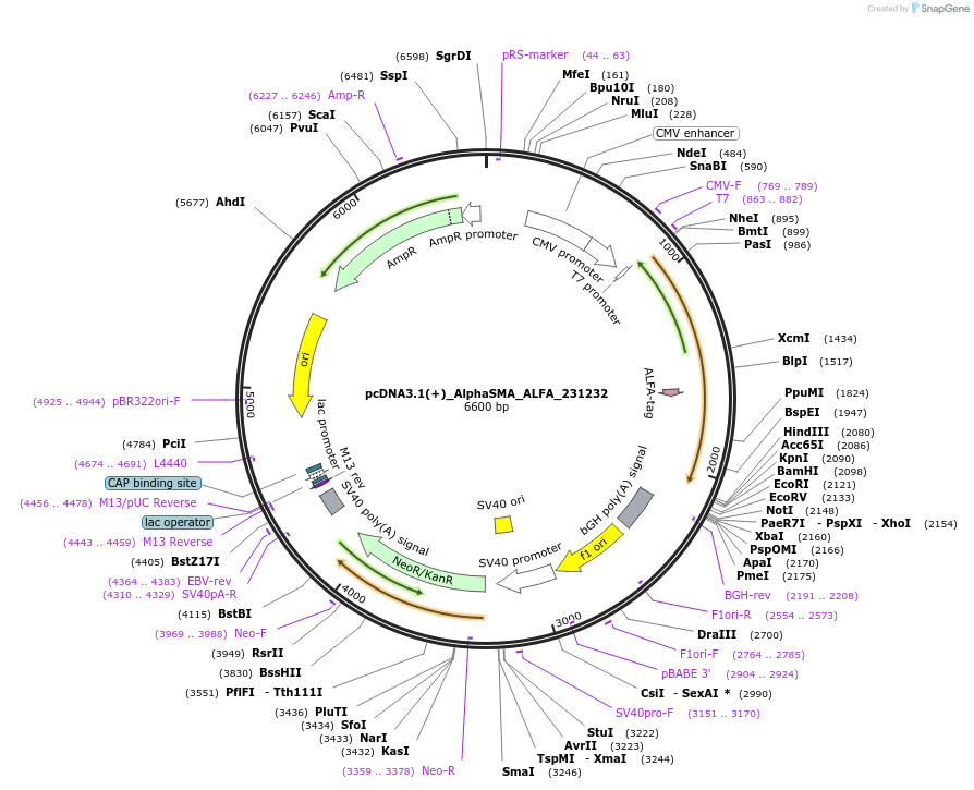 250441-plasmid-map-sequence-id-500540