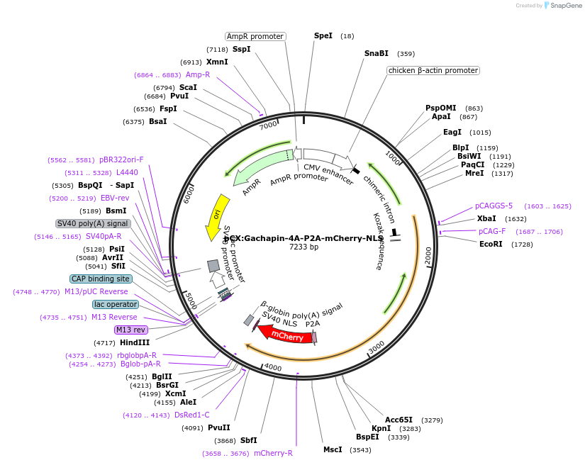 251133-plasmid-map-sequence-id-500562