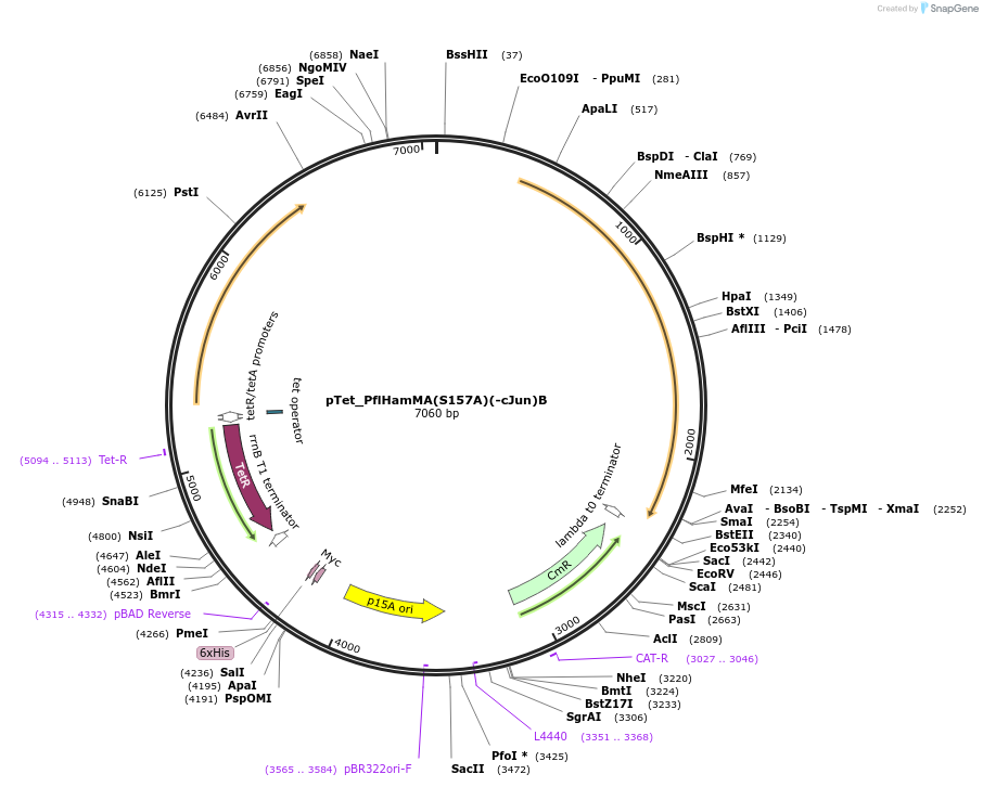 248941-plasmid-map-sequence-id-500566