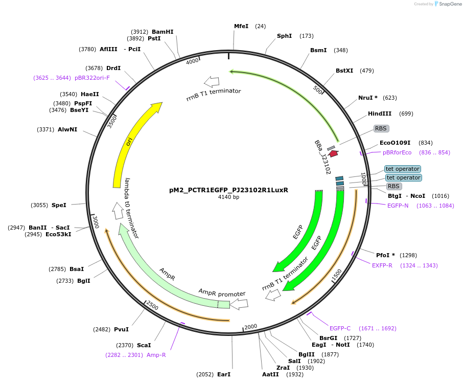 250885-plasmid-map-sequence-id-500599