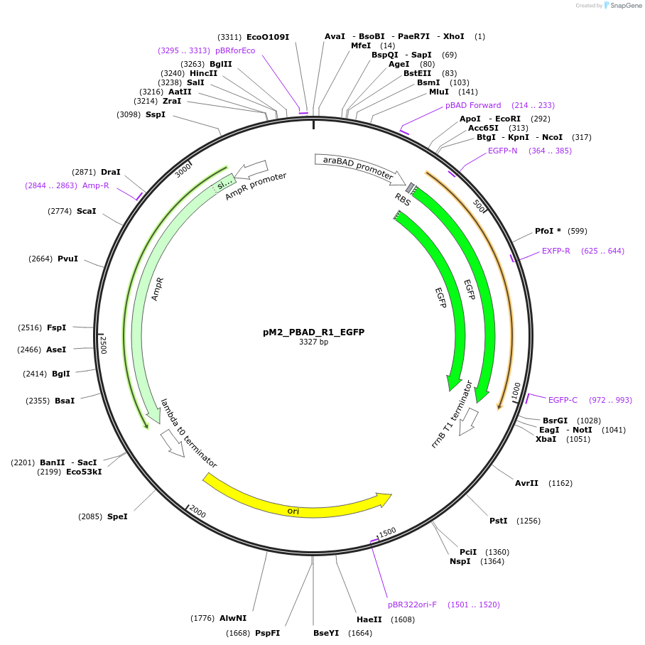 250900-plasmid-map-sequence-id-500601