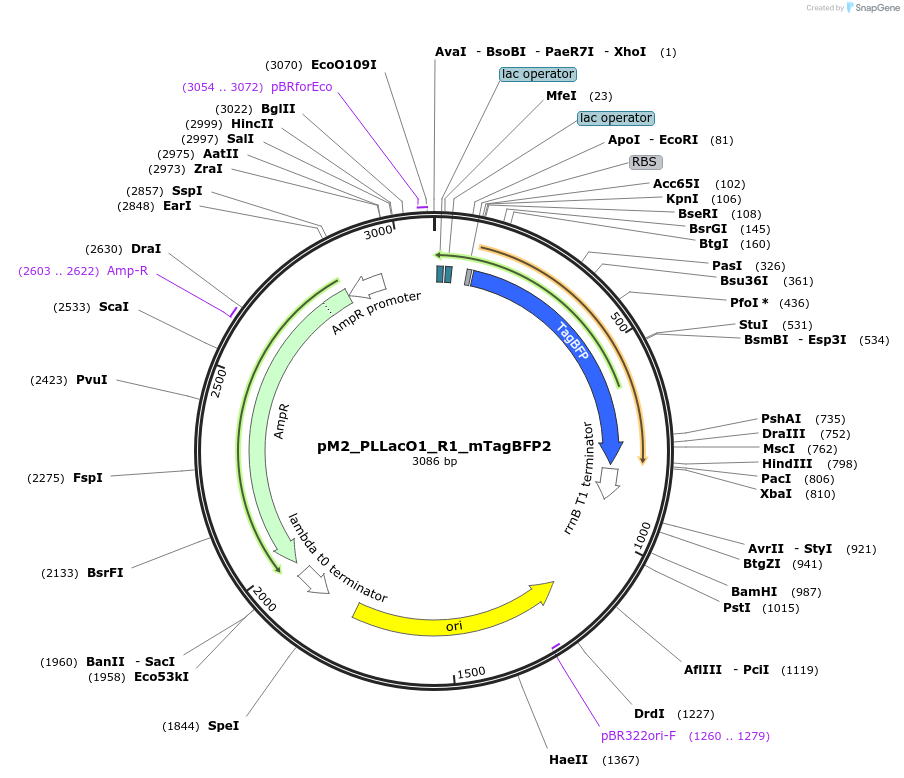250898-plasmid-map-sequence-id-500606