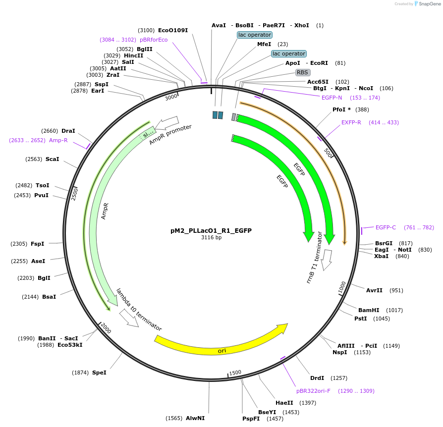 250897-plasmid-map-sequence-id-500608