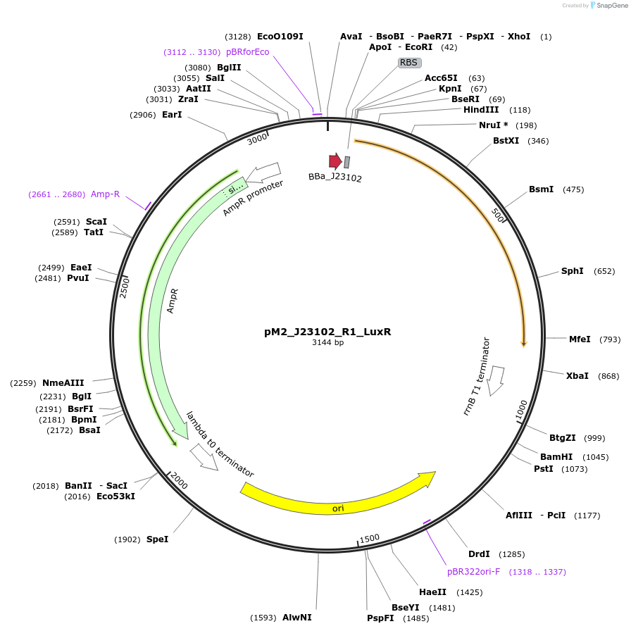250887-plasmid-map-sequence-id-500610