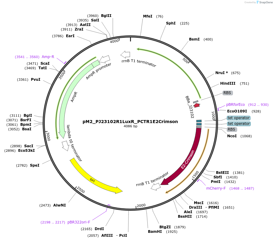 250892-plasmid-map-sequence-id-500612