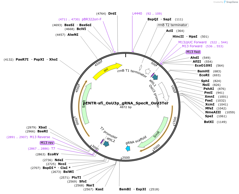 250279-plasmid-map-sequence-id-500619