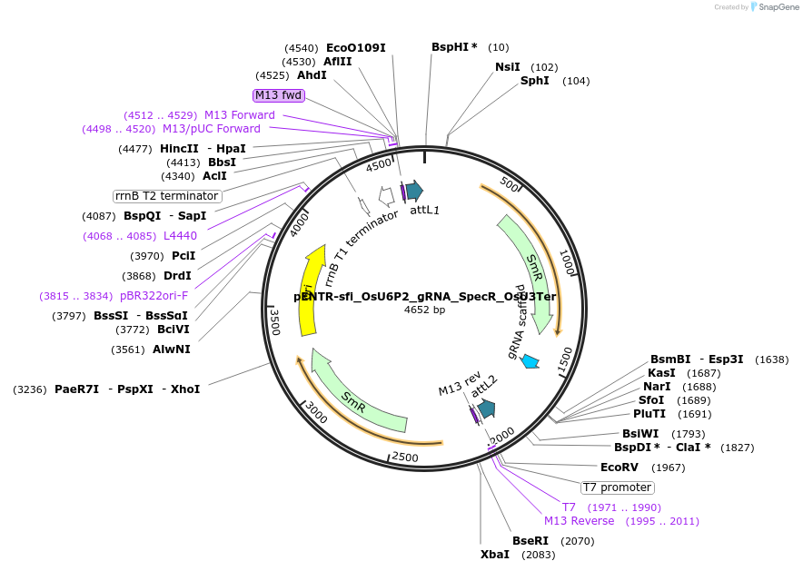 250280-plasmid-map-sequence-id-500621