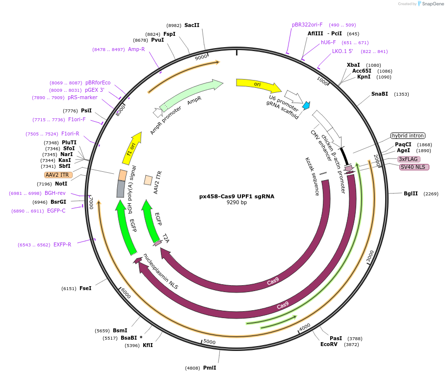 251491-plasmid-map-sequence-id-500632