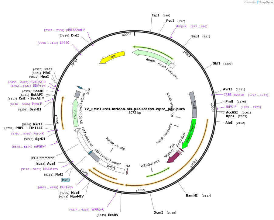 251175-plasmid-map-sequence-id-500692