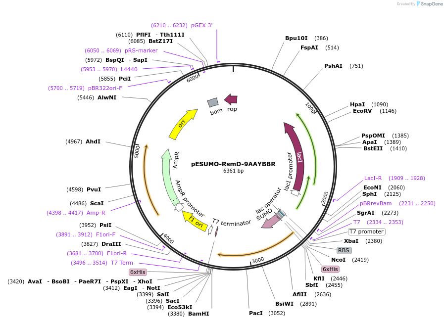 250651-plasmid-map-sequence-id-500702