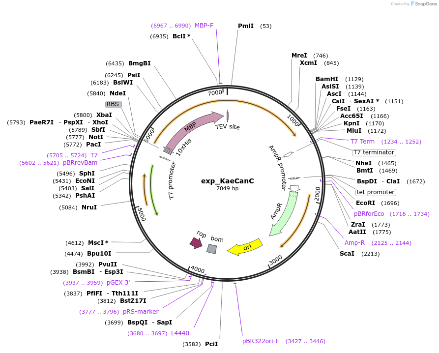 248960-plasmid-map-sequence-id-500737