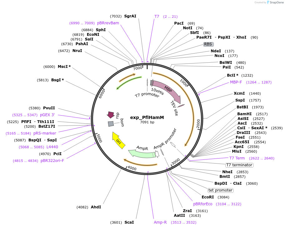 248943-plasmid-map-sequence-id-500739