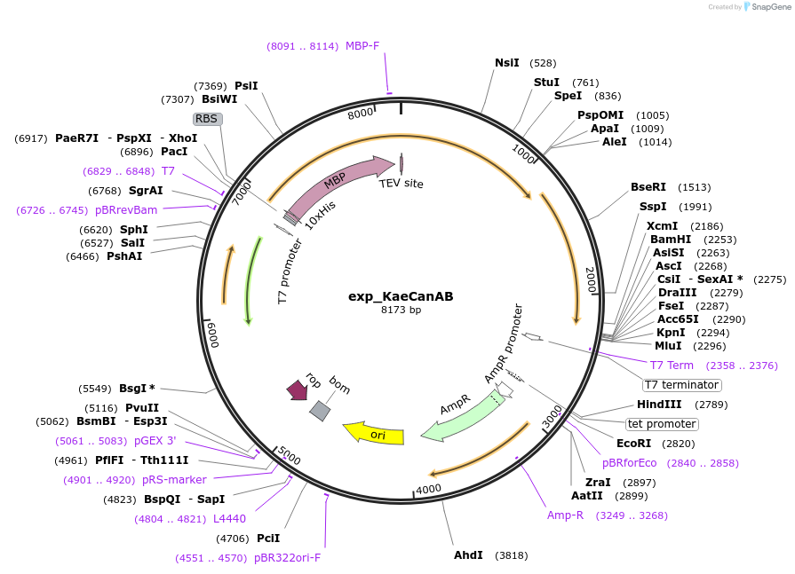 248959-plasmid-map-sequence-id-500740