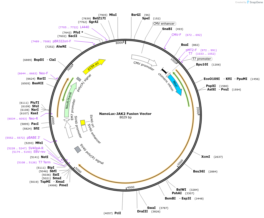 238863-plasmid-map-sequence-id-500748