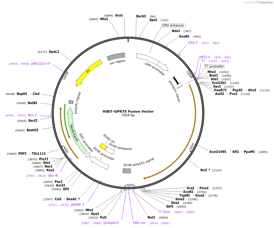 238592-plasmid-map-sequence-id-500749