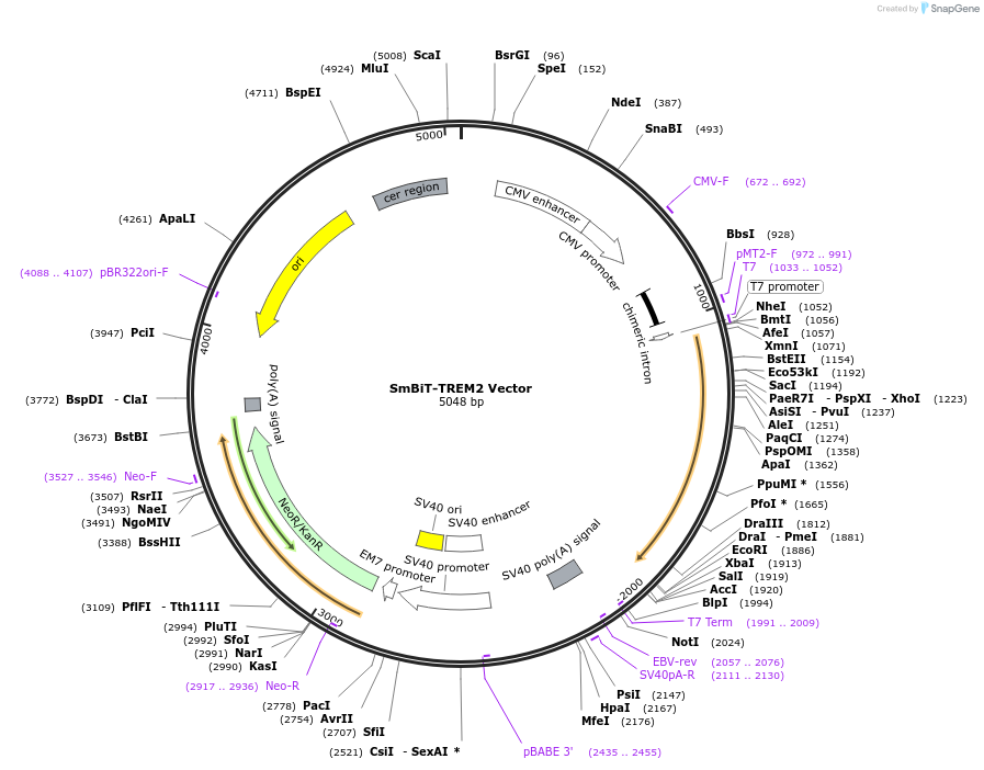 238784-plasmid-map-sequence-id-500750