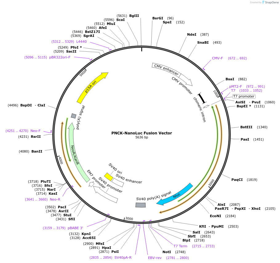 237209-plasmid-map-sequence-id-500751