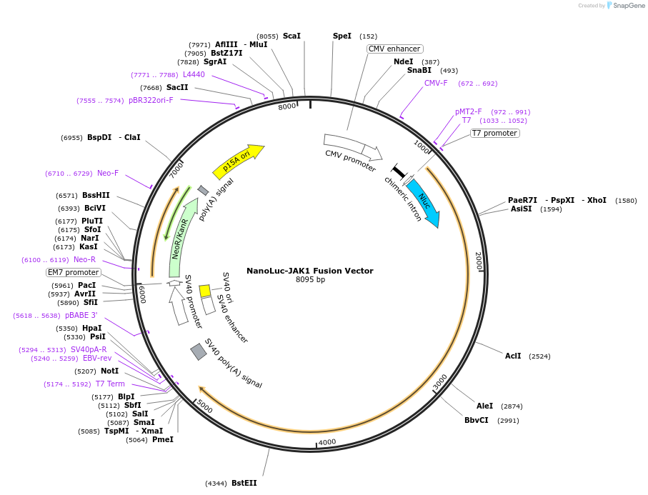 238857-plasmid-map-sequence-id-500752