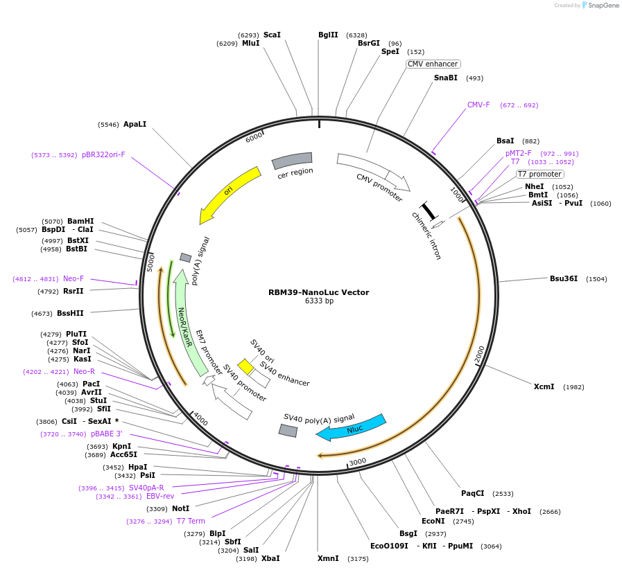 238728-plasmid-map-sequence-id-500753
