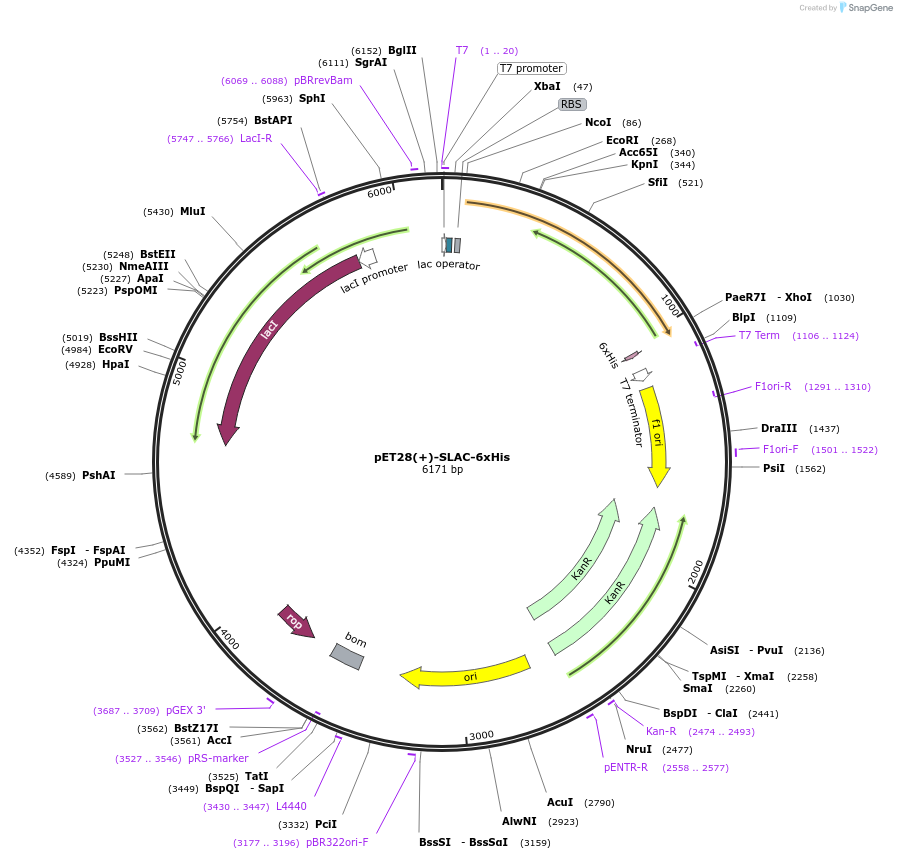 251556-plasmid-map-sequence-id-500758