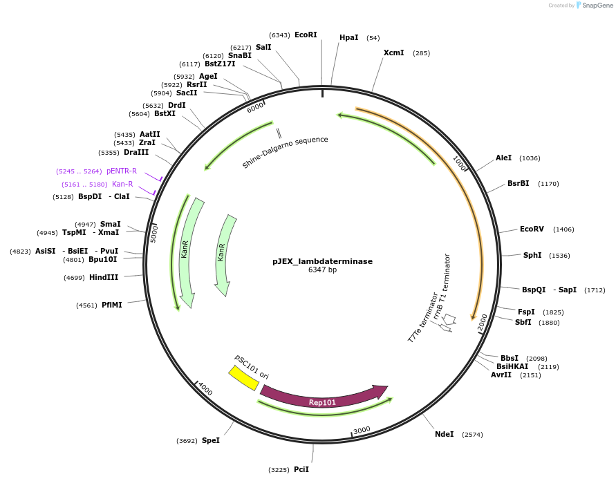 248952-plasmid-map-sequence-id-500761