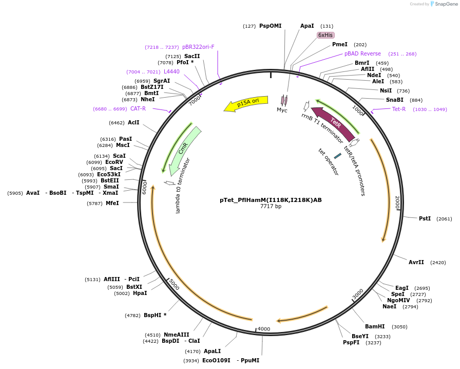 248937-plasmid-map-sequence-id-500765