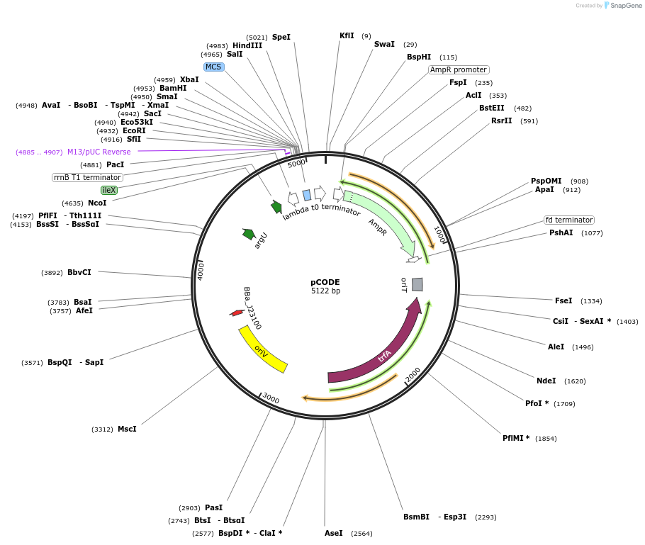 247473-plasmid-map-sequence-id-500772