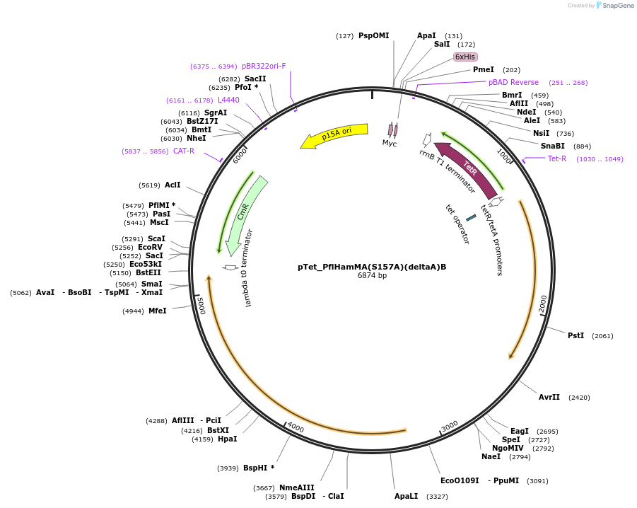 248939-plasmid-map-sequence-id-500773