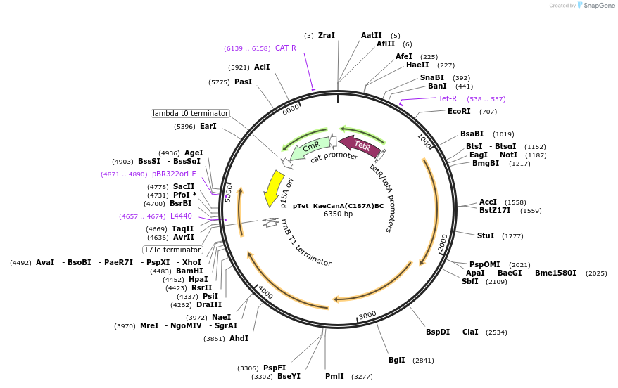 248954-plasmid-map-sequence-id-500775