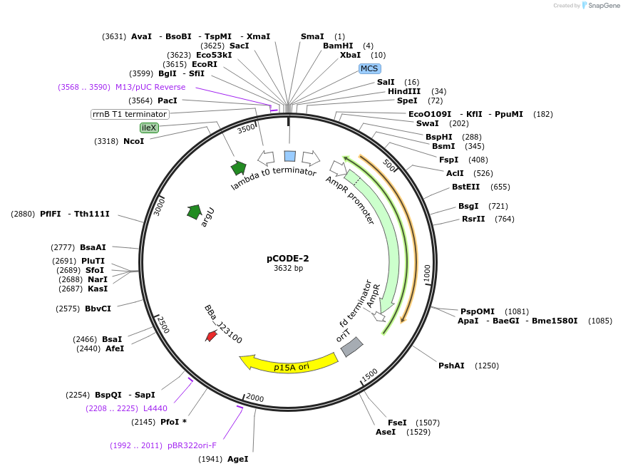 247474-plasmid-map-sequence-id-500777