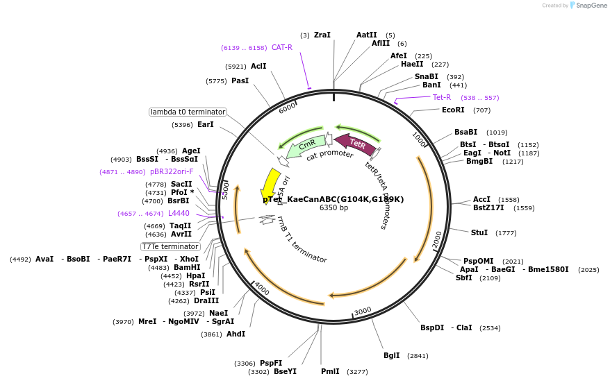 248958-plasmid-map-sequence-id-500779